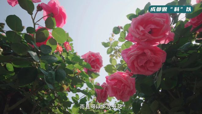 改善了以前花卉對(duì)進(jìn)口的依賴.jpg